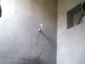 बड़ा लैटिन गधा हिंदी ...
