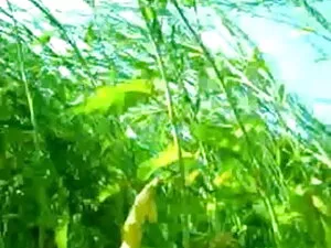 बड़ा मुर्गा फुल सेक् ...